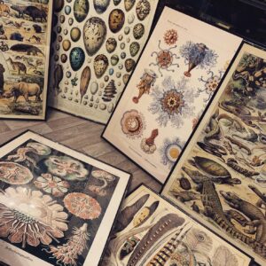 Victorian Era Natural History Prints